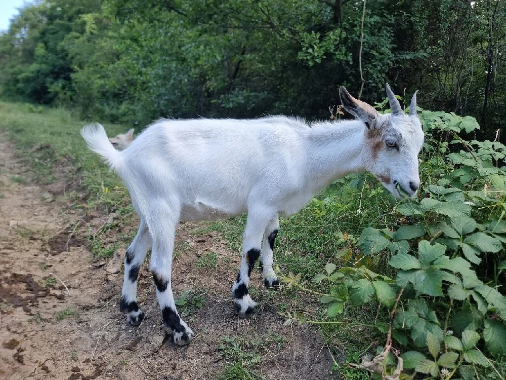 De vânzare: ieduță metis Saanen   Nubian