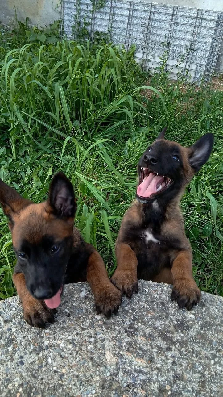 Lup Belgian (Malinois) 