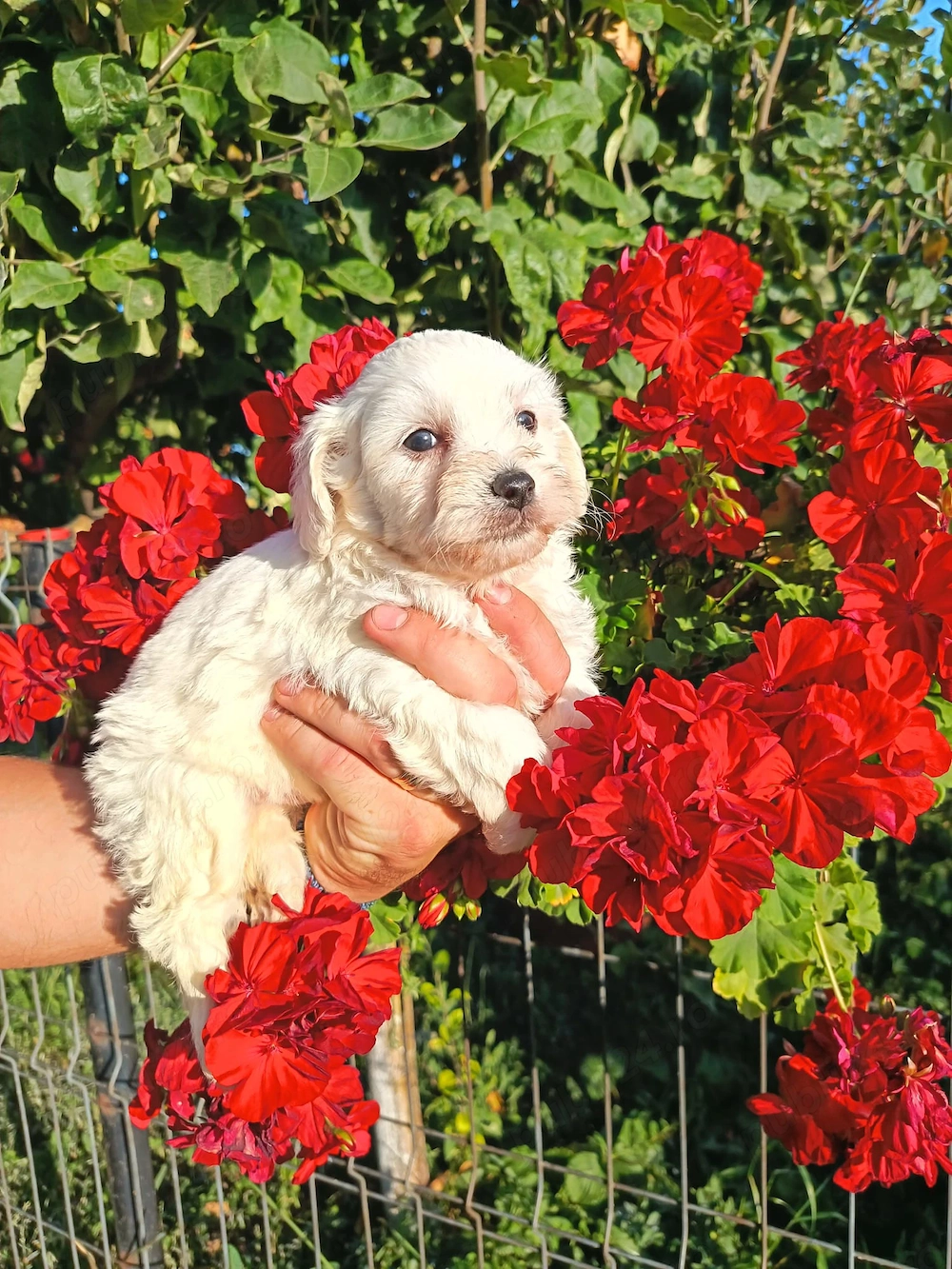Bichon maltez alb