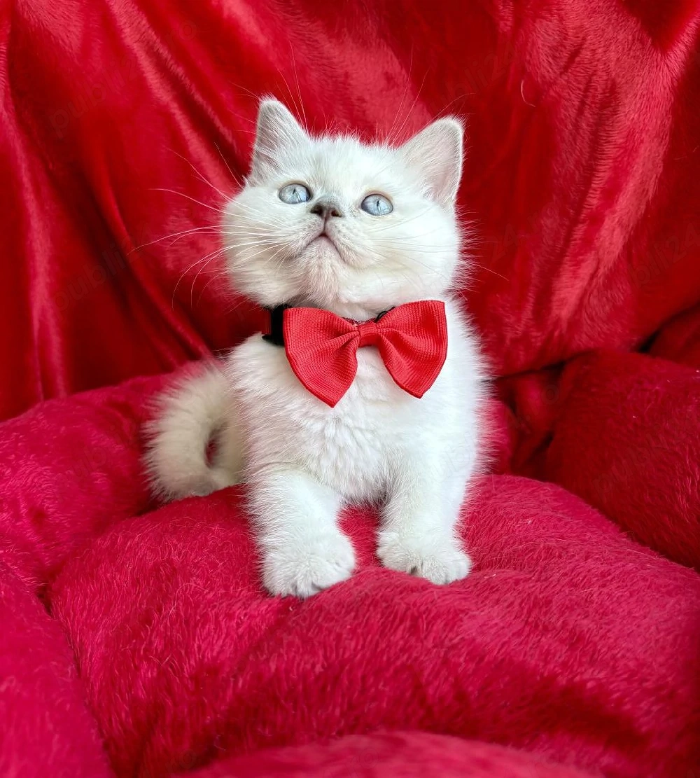 British shorthair pui superbi