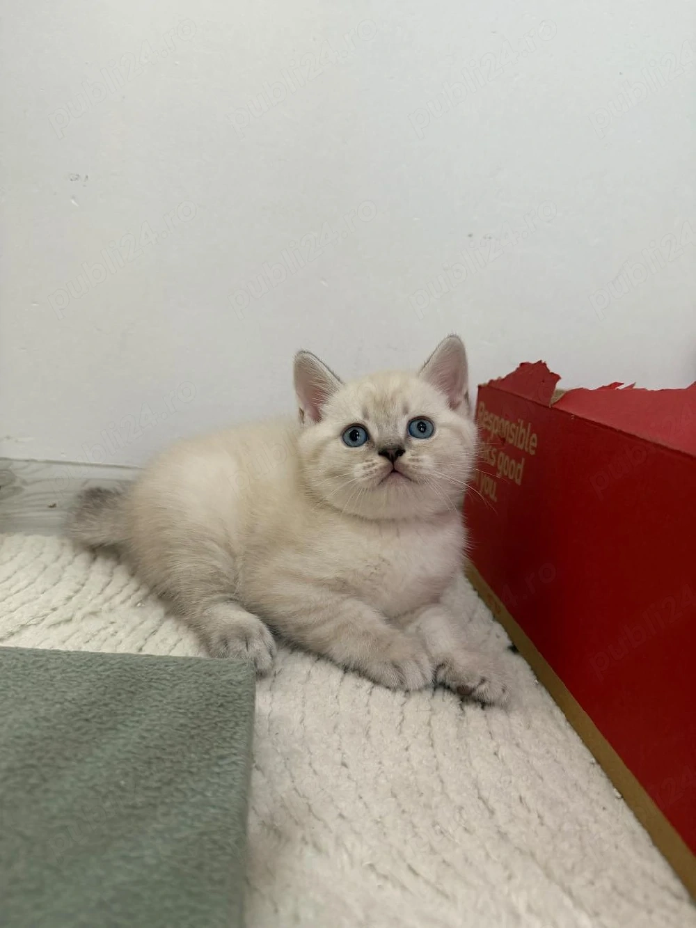 British shorthair pisoiași