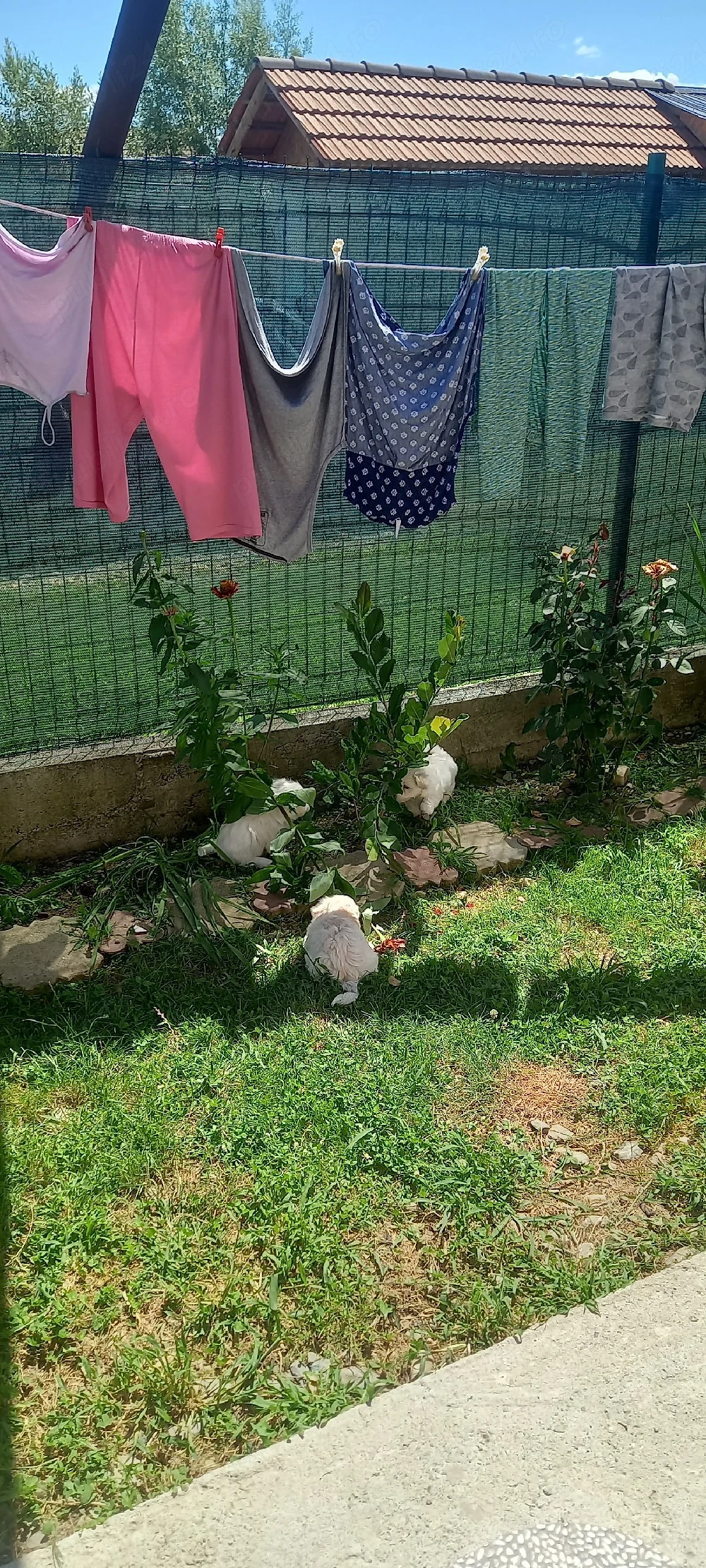 Vand bichon maltez 