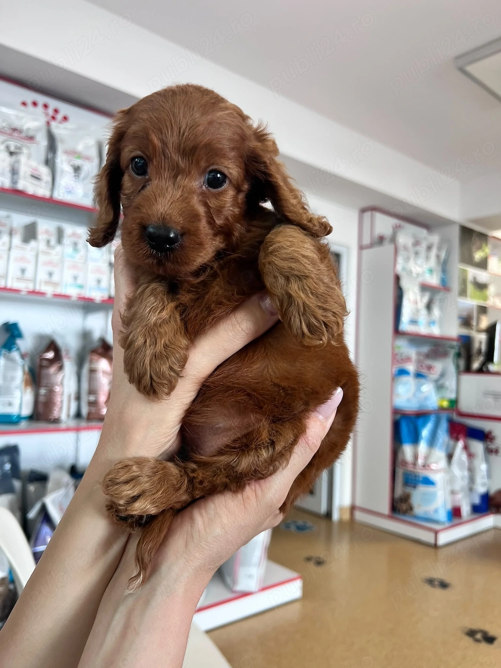 Poodle Toy fetița 