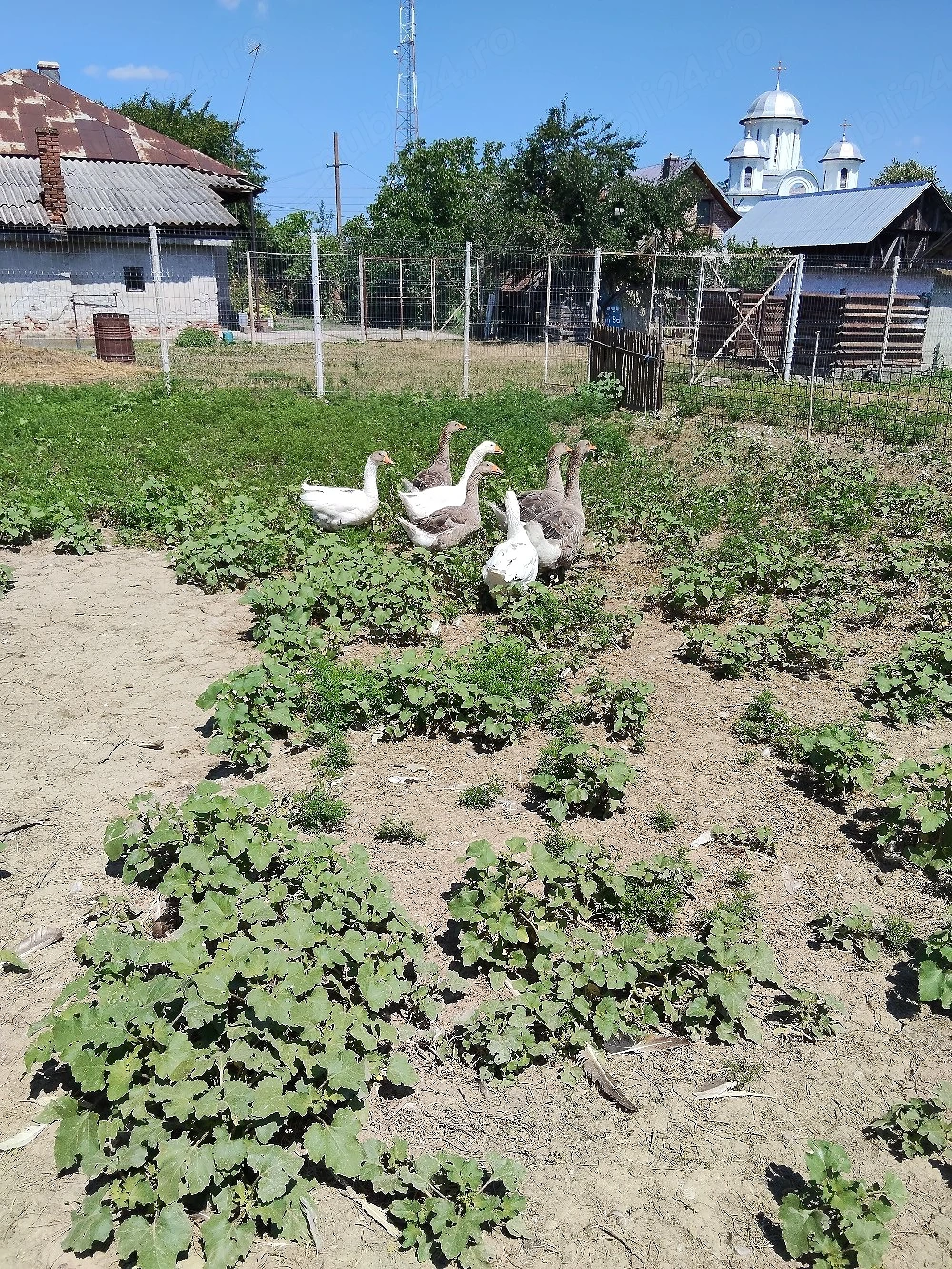 Vând gâște 