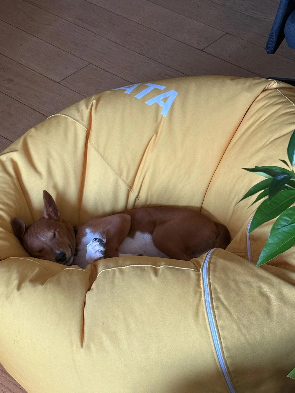  Vinkey își caută familia potrivită (adopție)