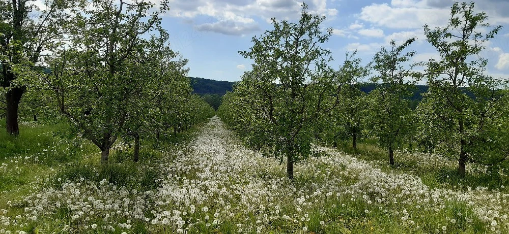 Vand livadă  pomi fructiferi tineri pe rod 