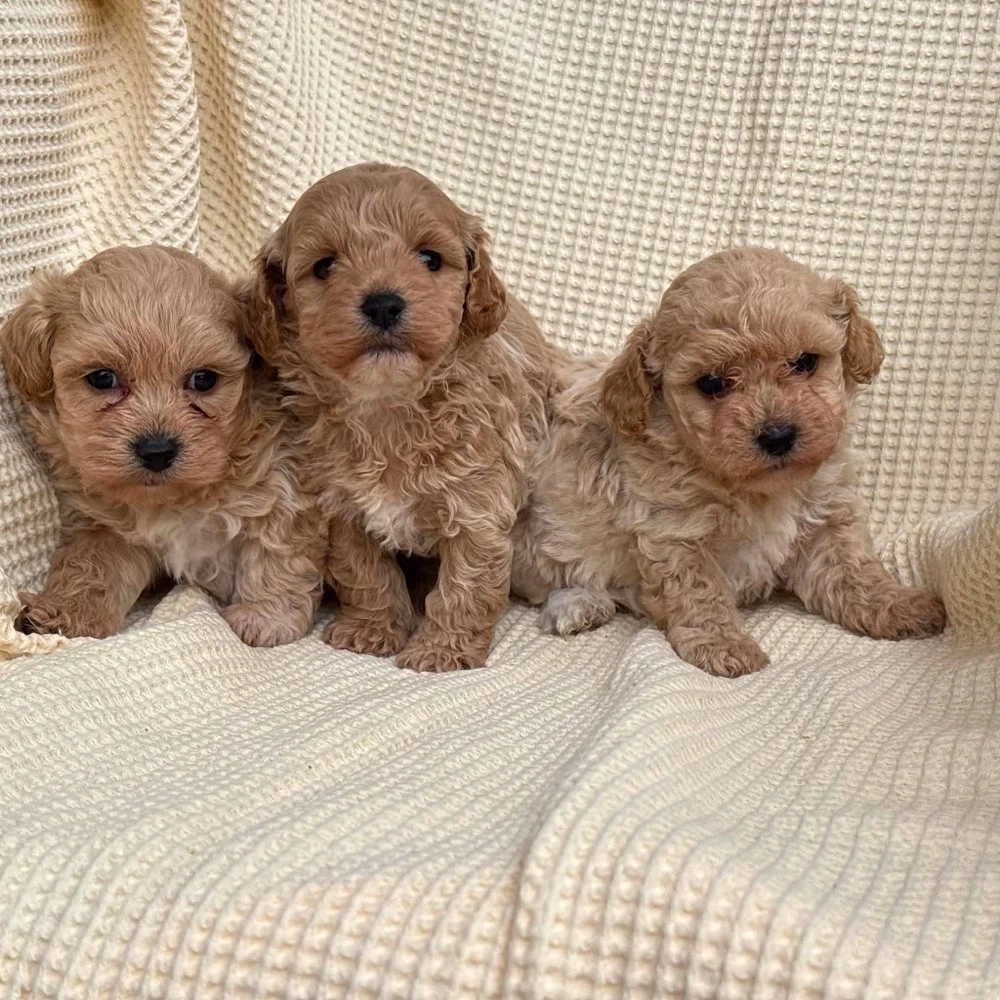 Maltipoo Caniche Pudel Mini Toy 