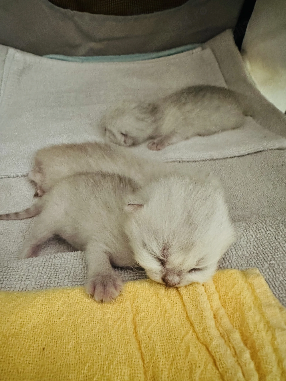 Pui british shorthair chincila silver