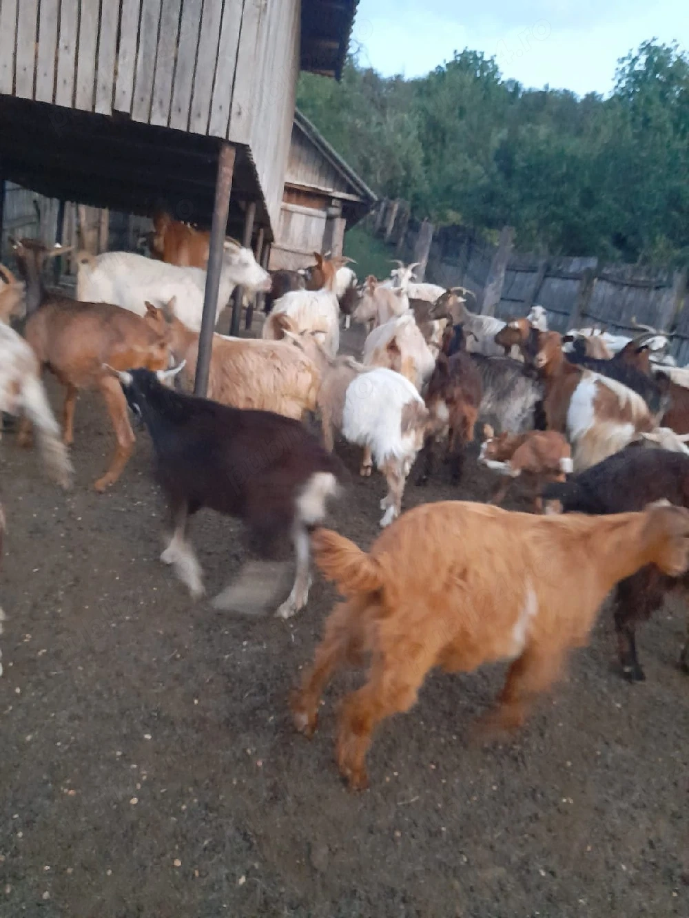 iezi de vânzare 