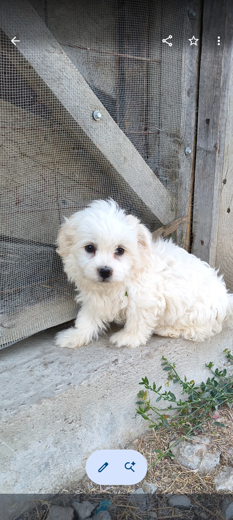 cățel bichon frumos