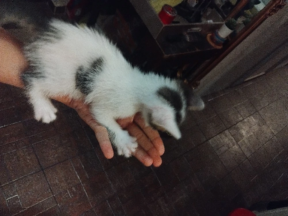 pisoi de adoptat 