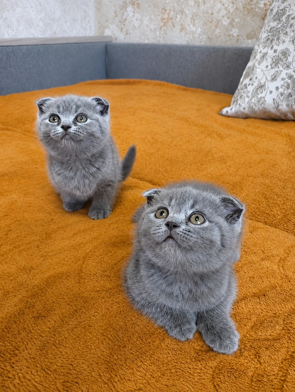 Scottish fold Pisicuta 