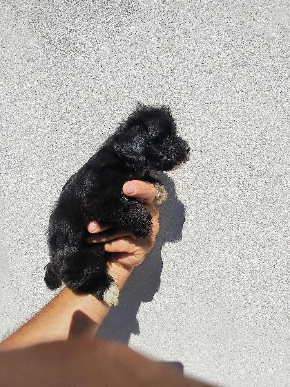 fetiță de bichon havanez 2 luni 