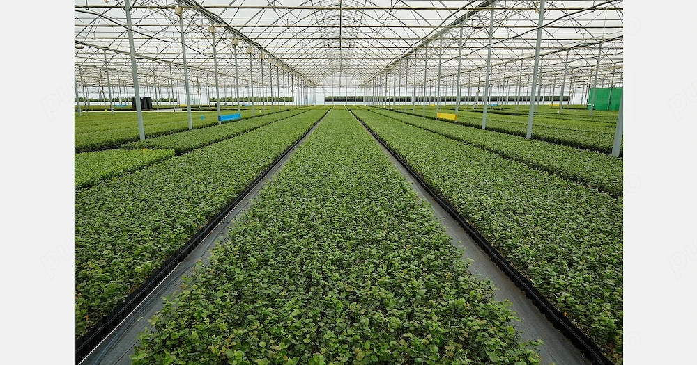 Munca în străinătate în regiunea Olandei 