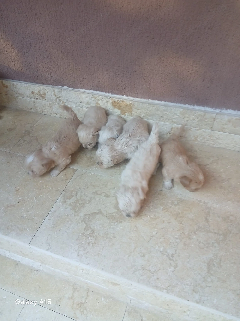 Vând pui bichon