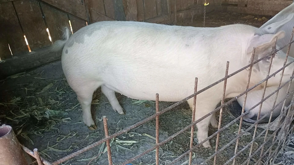 Vând purcea gestanta în 2 luni 