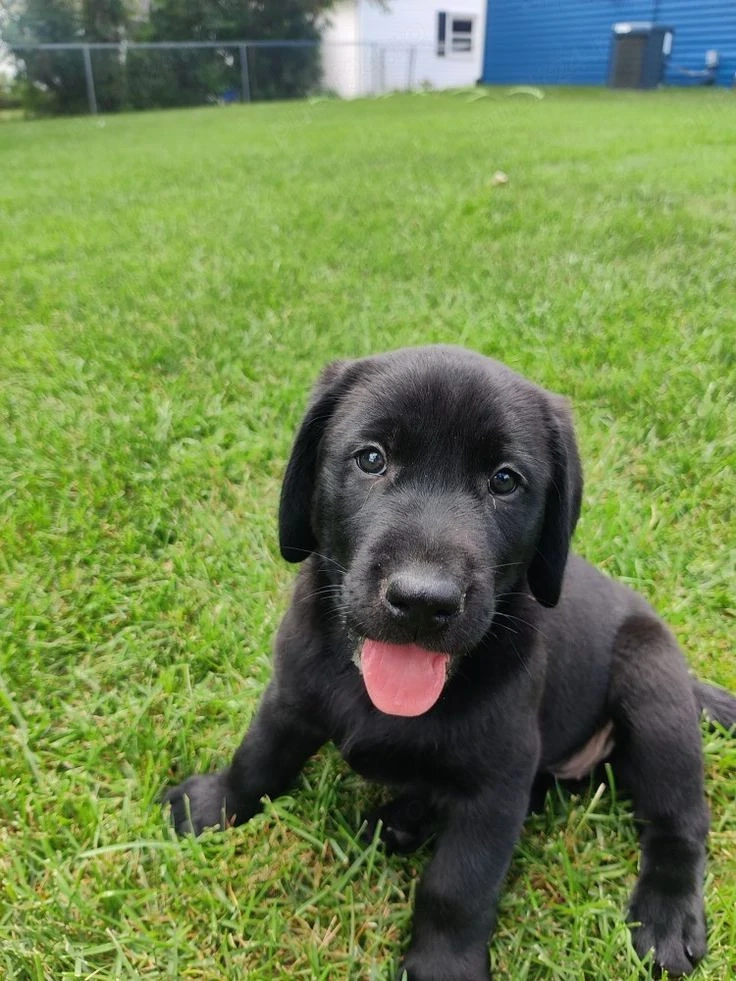 Labrador pui superbi