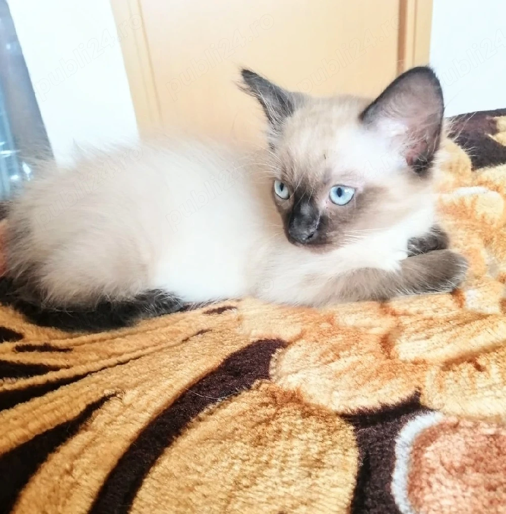 Ragdoll băieți pentru adoptie