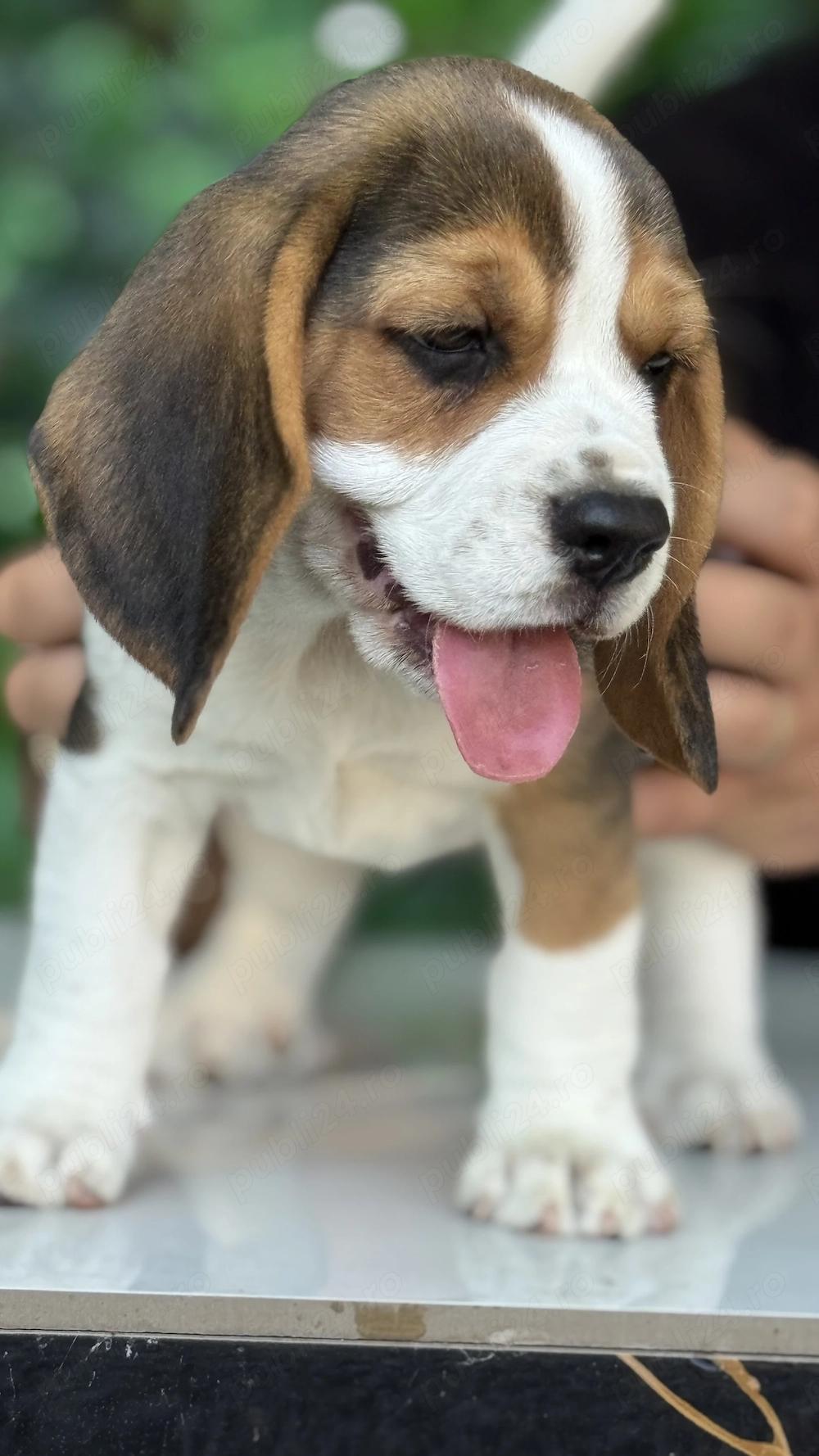 Pui Beagle Tricolor 