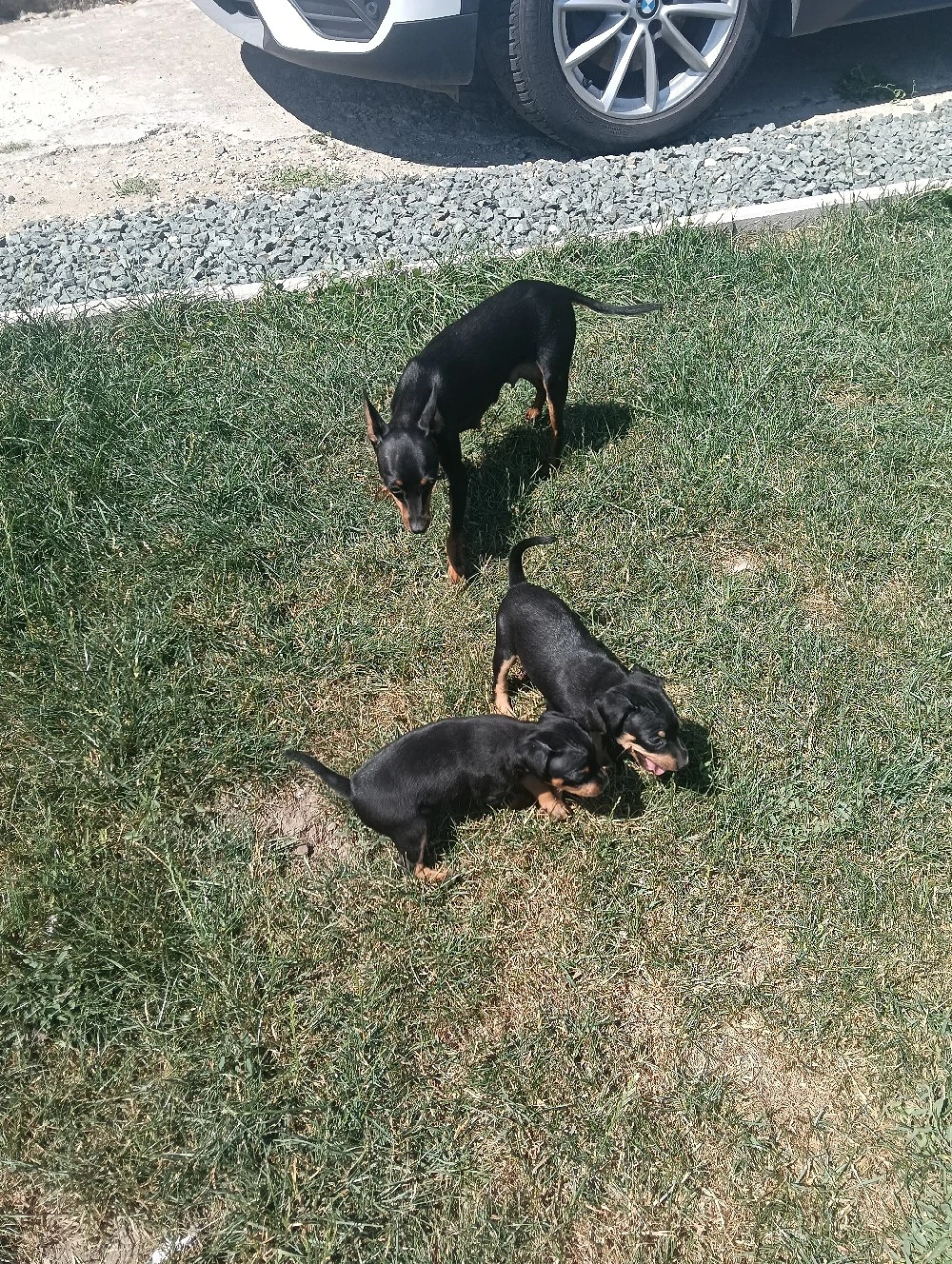 pinscher pitic doberman pitic 