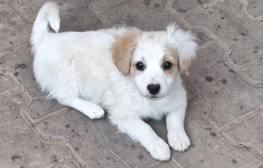 Cățel de talie mică