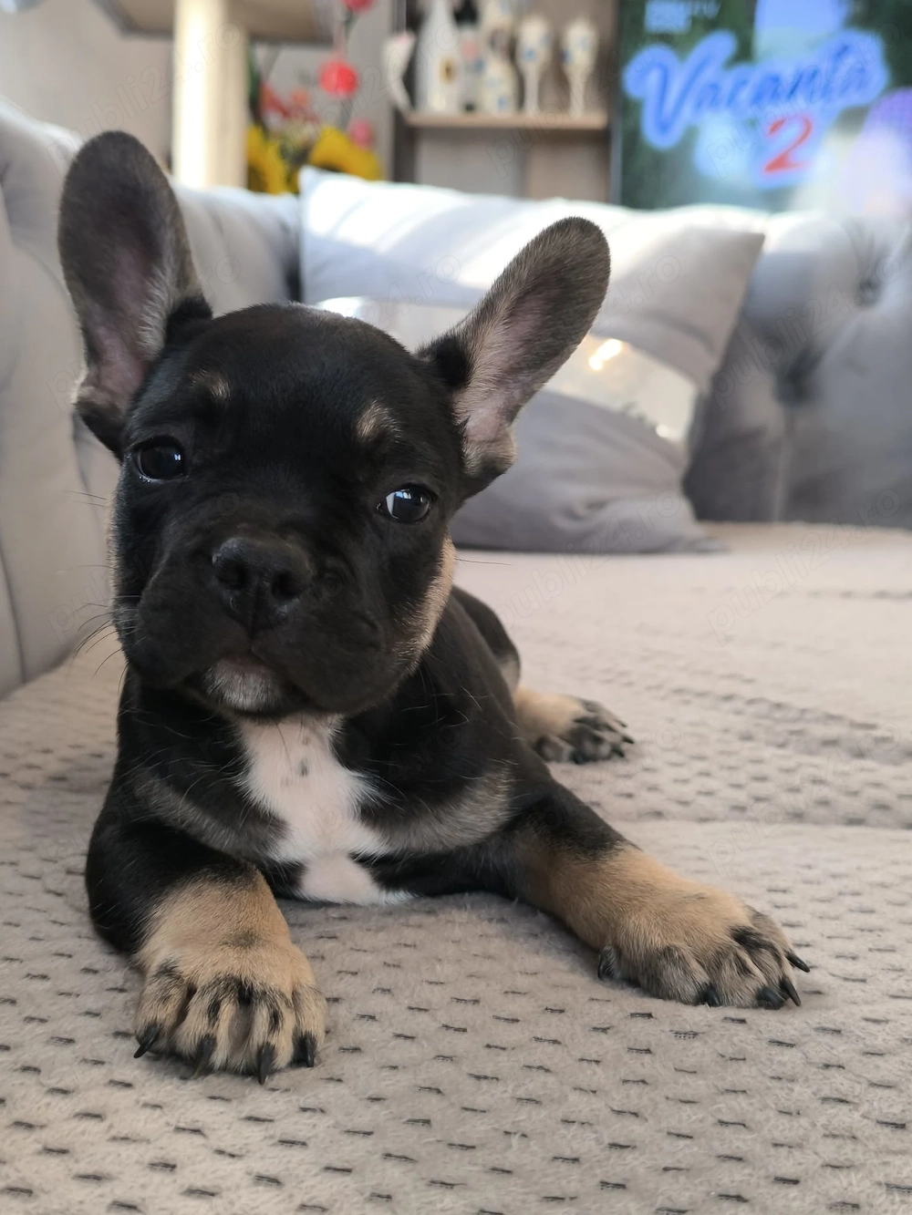 Buldog francez rasă pură își caută căsuța 