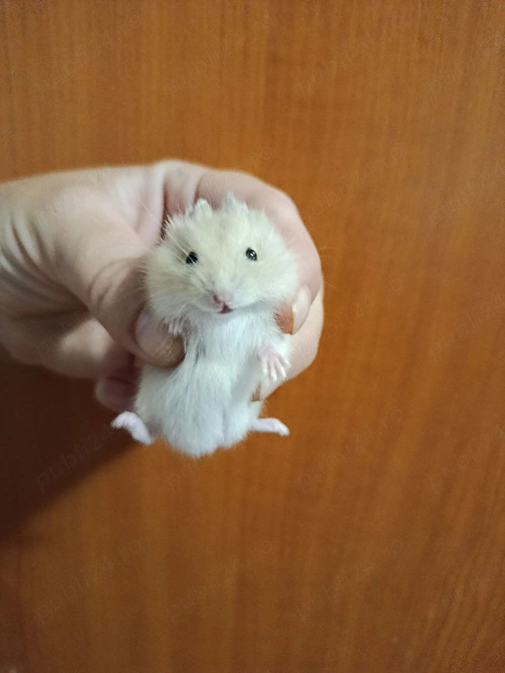vand hamsteri , disponibil mai multe culori.