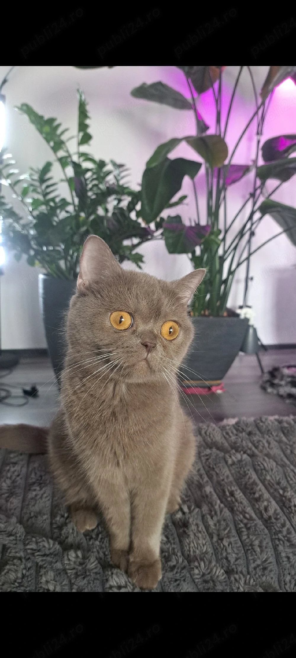 Vând pisică rasa British Shorthair culoare lilac cu vârsta de 1 an si 5 luni 