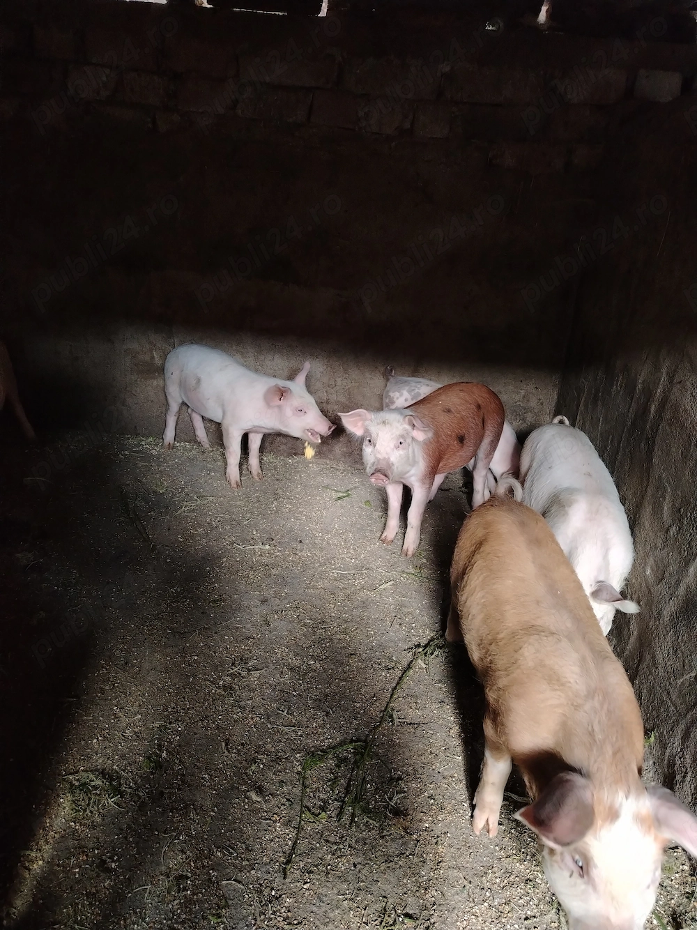 Purcei de vânzare 12 săptămâni 