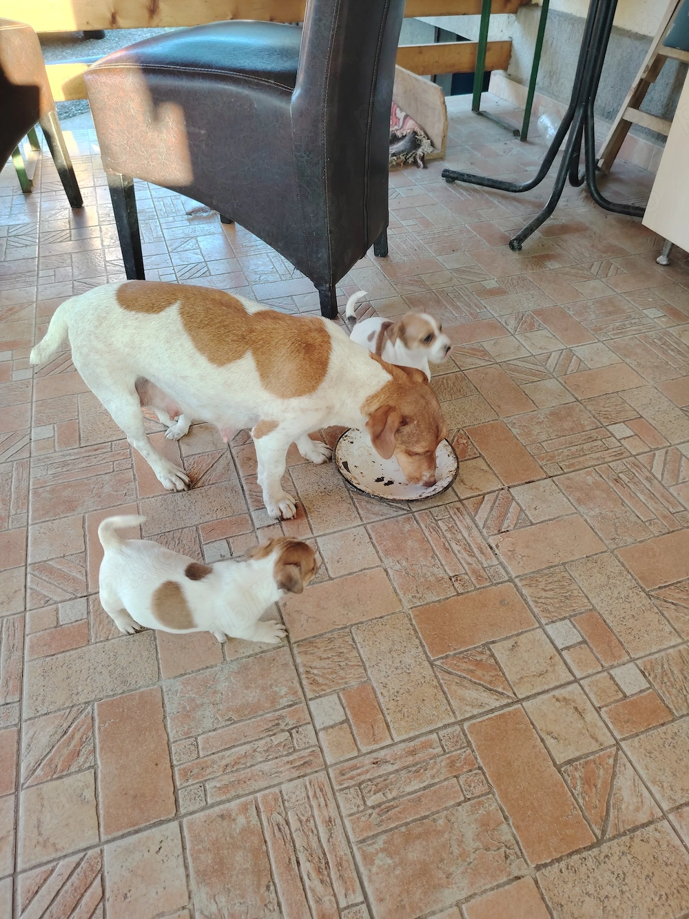 Jack Russel terier 