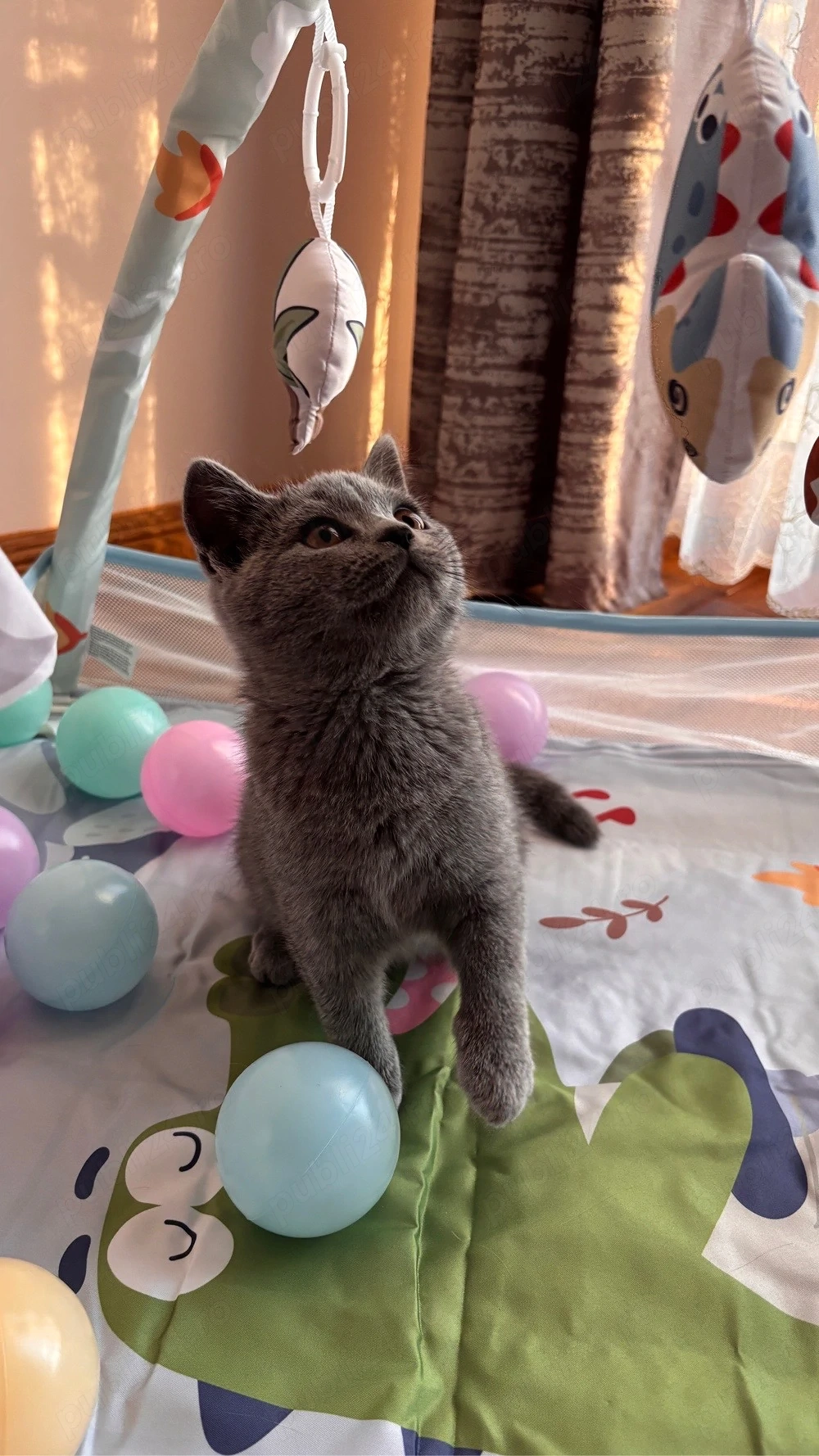 Pisici british shorthair