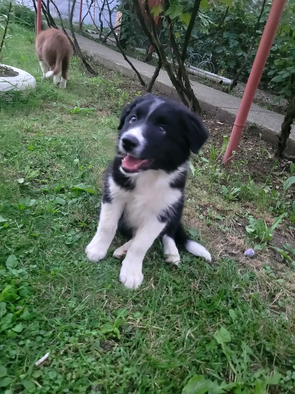 Vand pui Border Collie