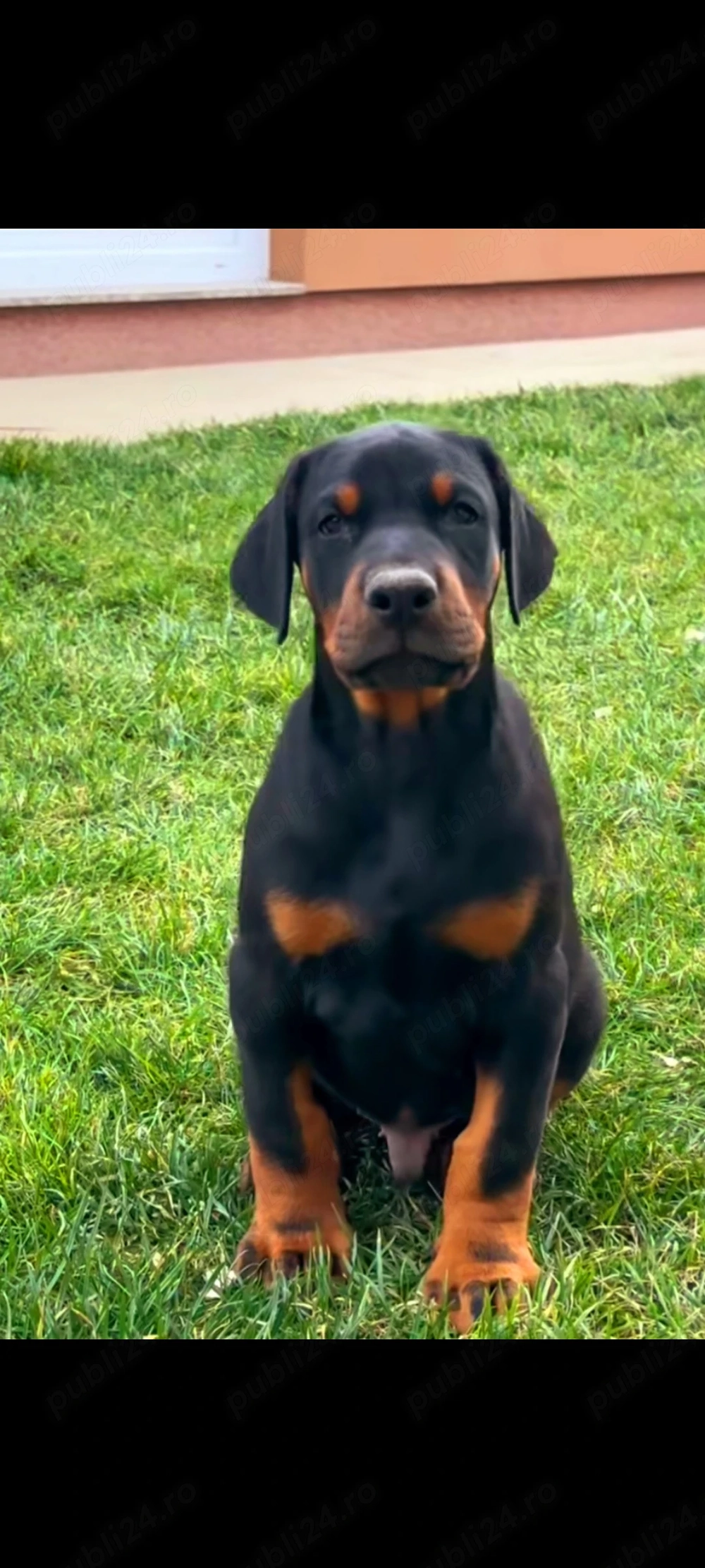 Pui doberman deosebit