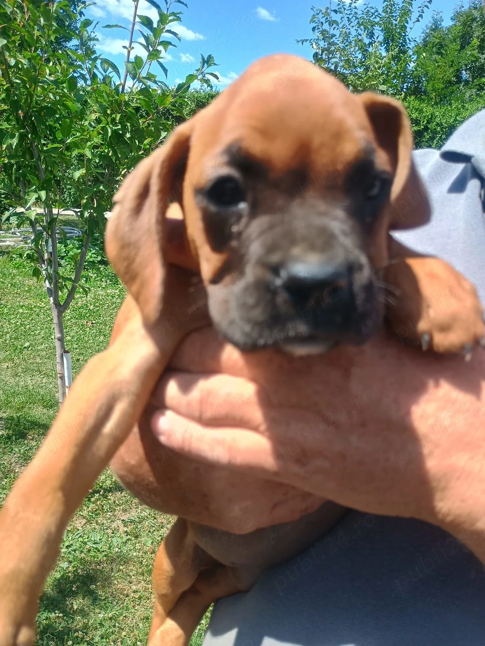 Vand pui boxer german