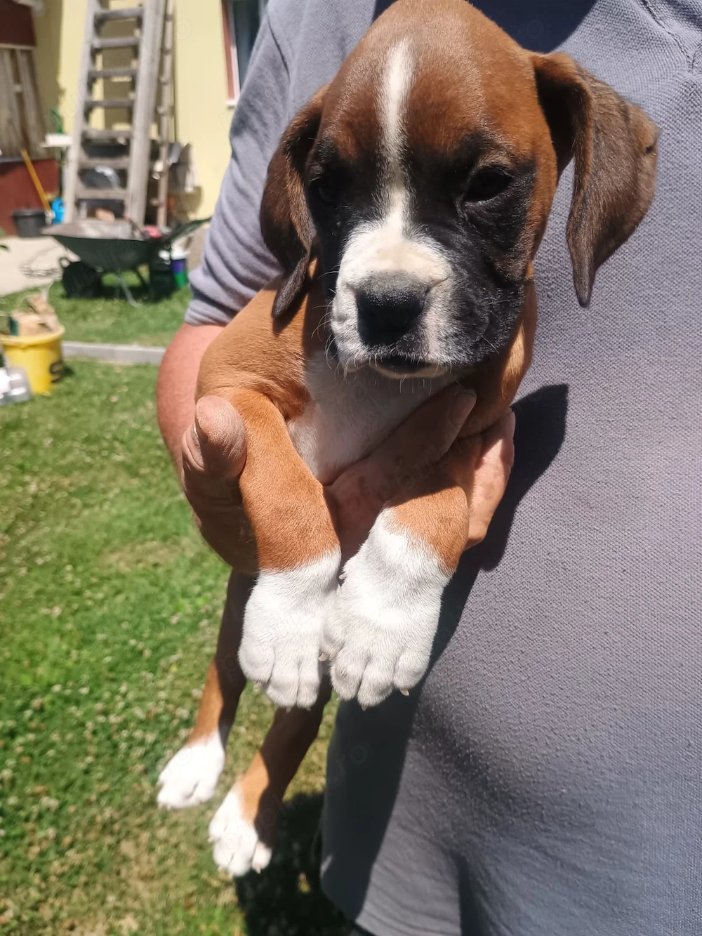 Vand pui boxer german