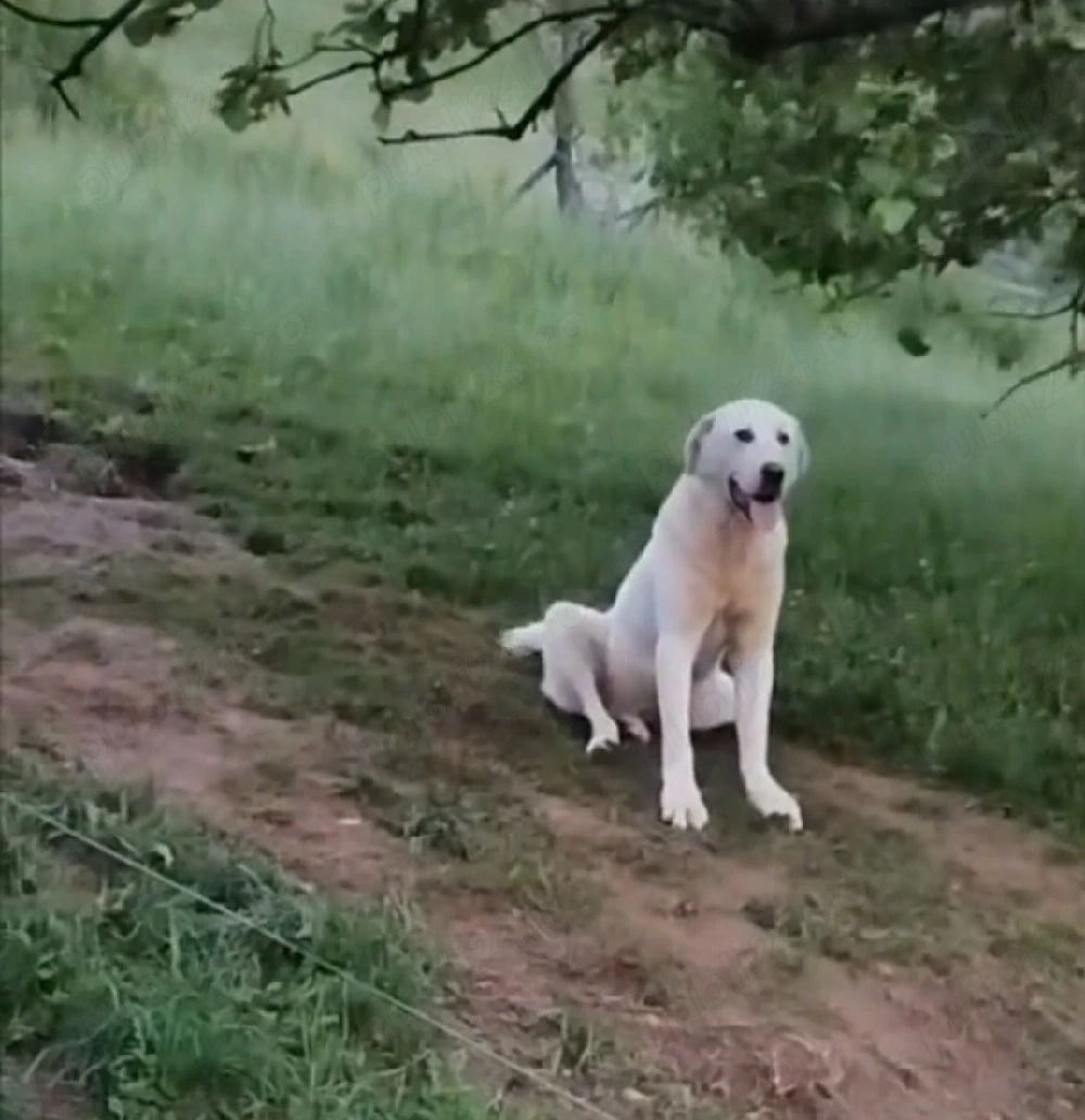 Vând câine de pază 