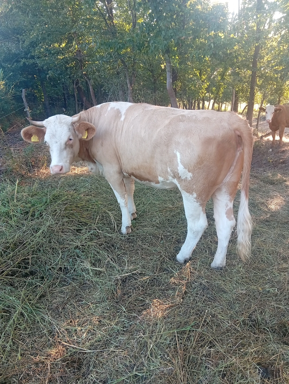 De vânzare 3 vitele Bălțată românească montate la prima fătare 