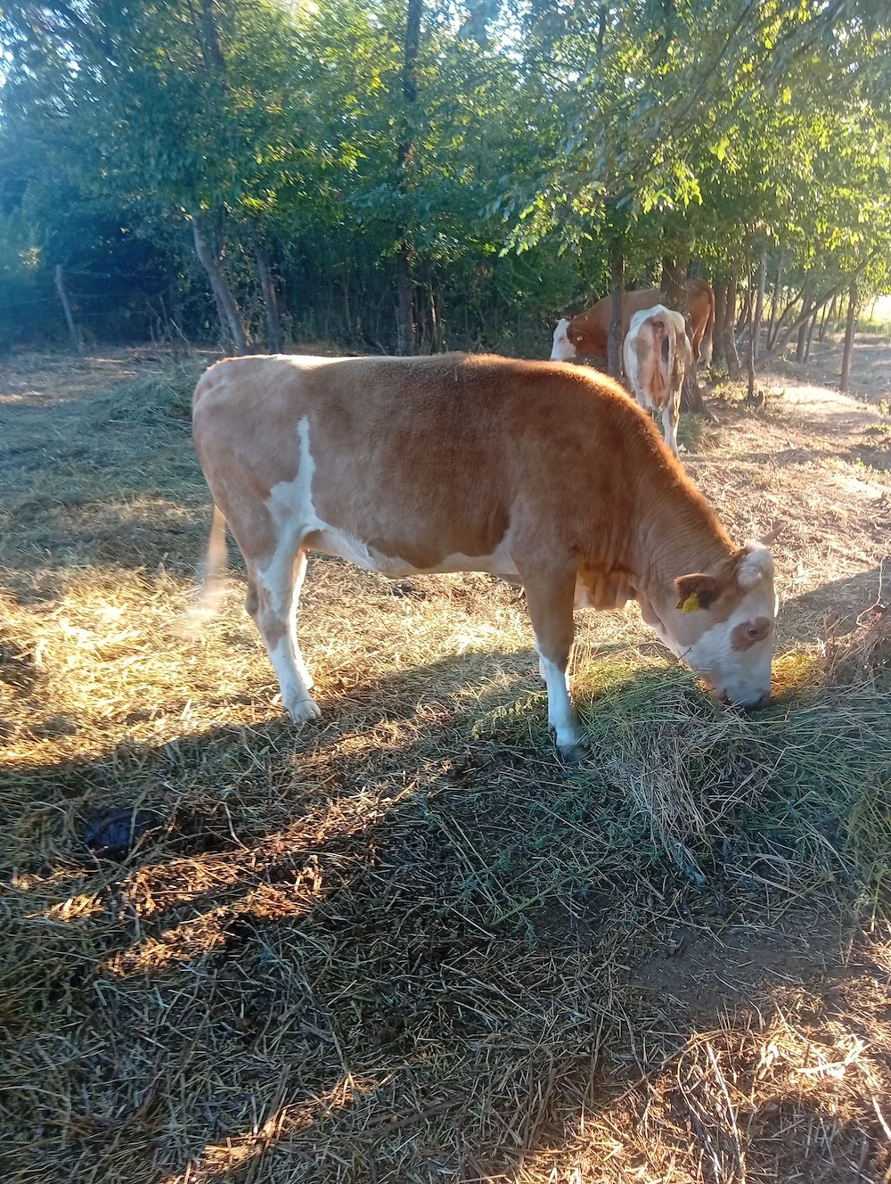 De vânzare 2 vitele Bălțată românească montate 