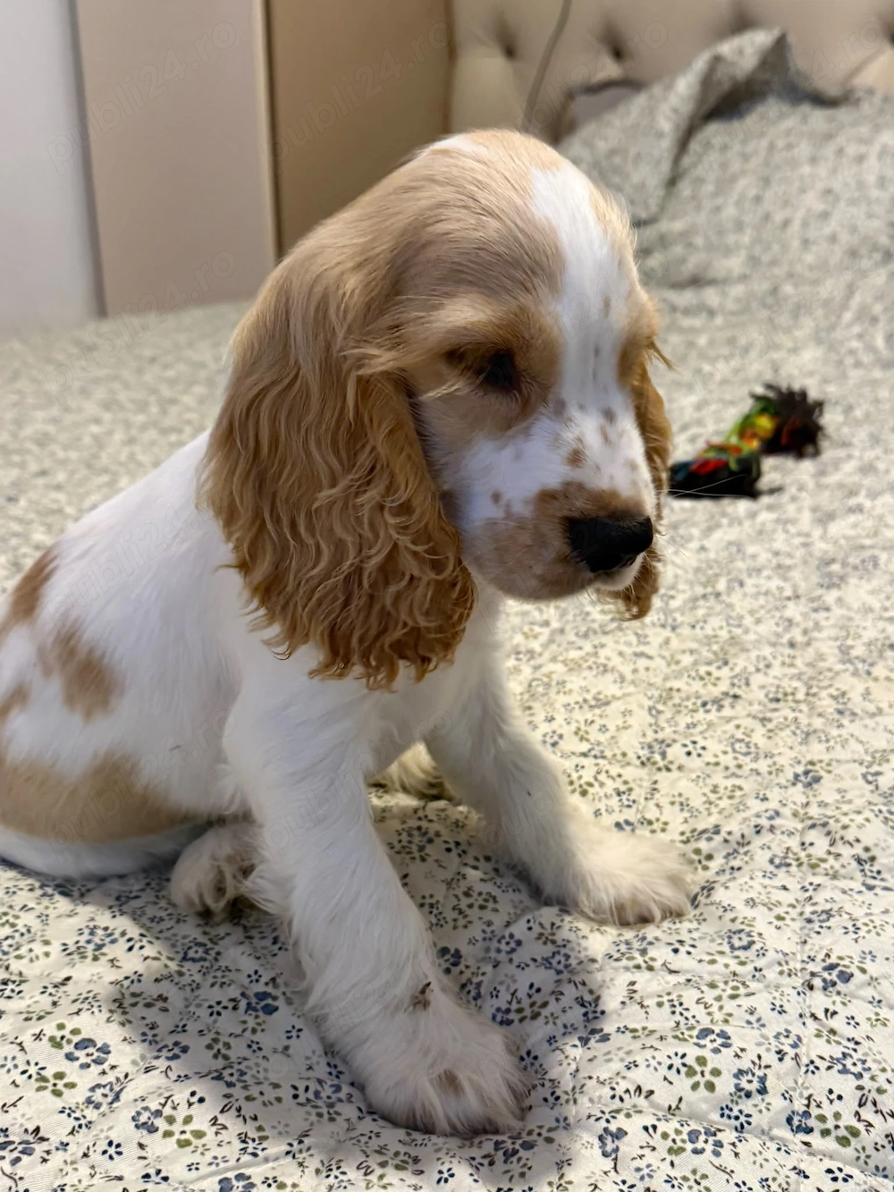 Cocker Spaniel baiat