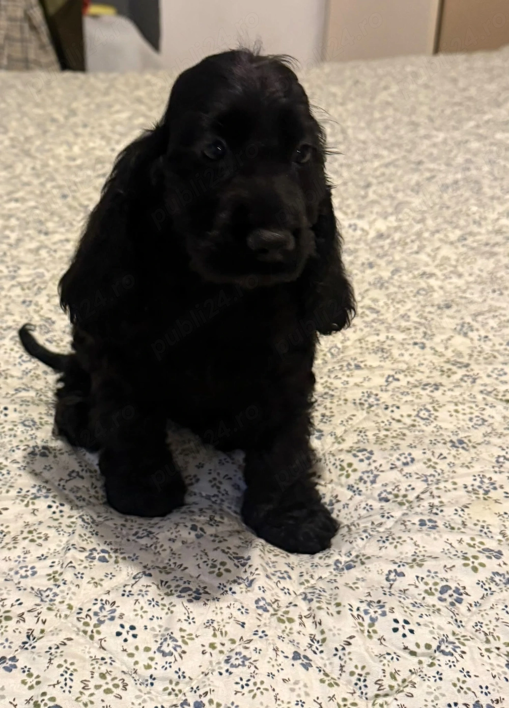 Cocker Spaniel fetita neagra 