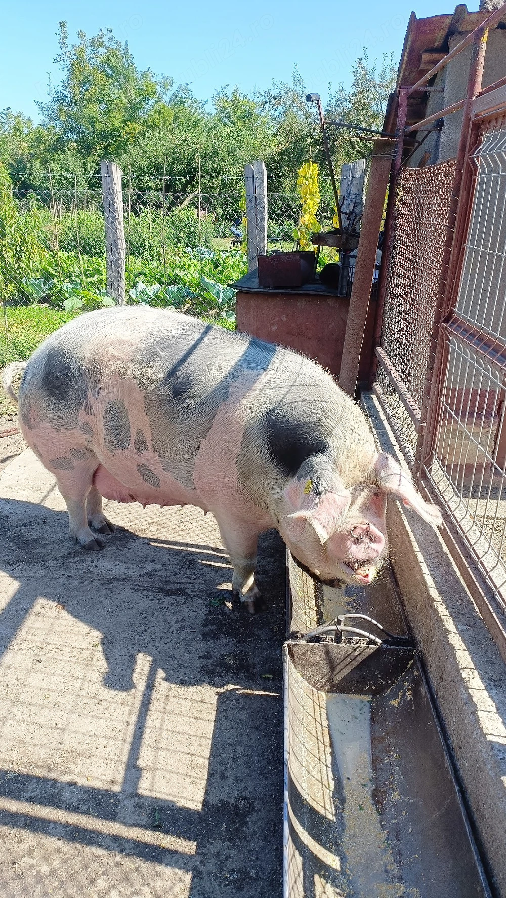 Vand porc(scroafa)