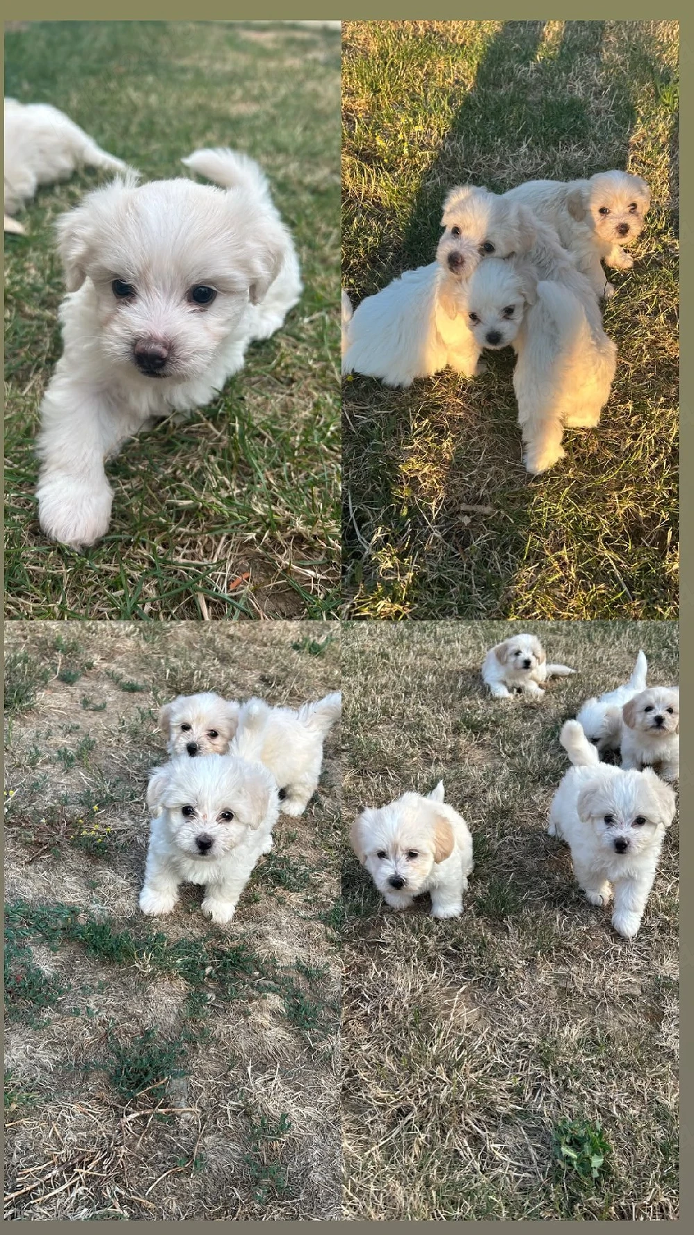 Cățeluși bichon maltez 