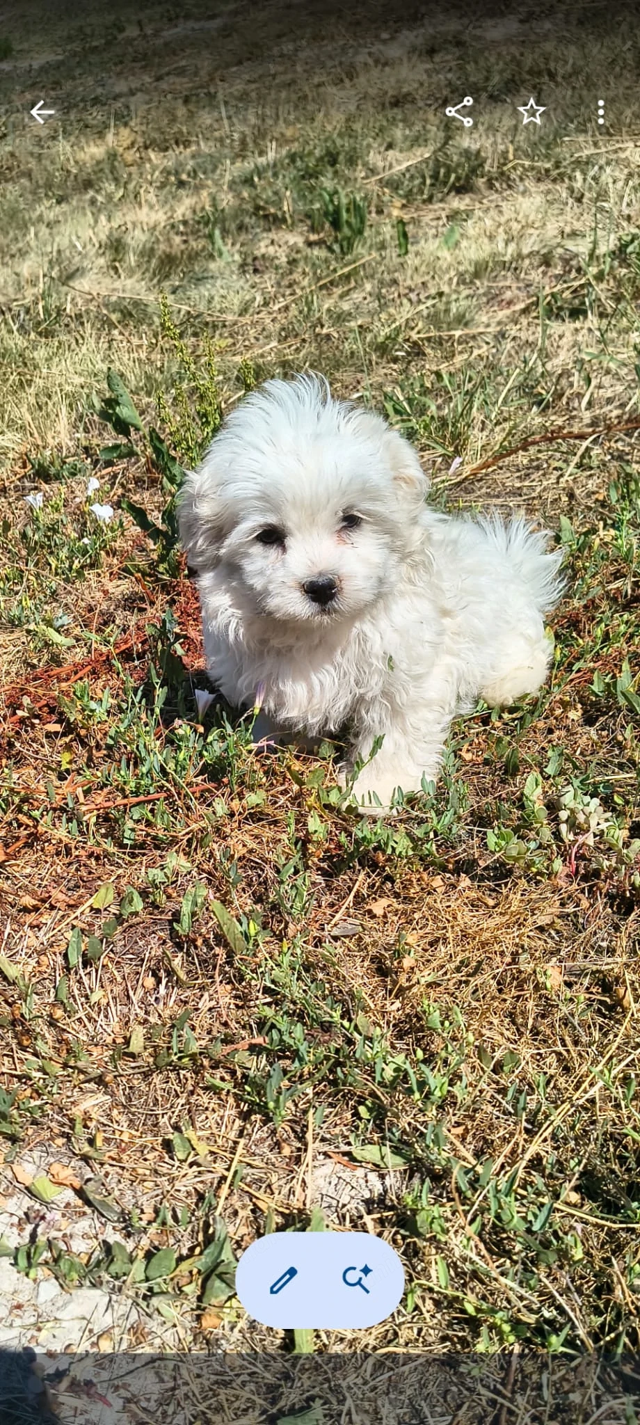 Cățel Bichon Bologneze 