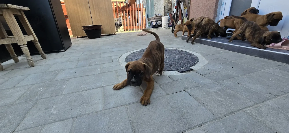 Căței boxer de 7 săptămani