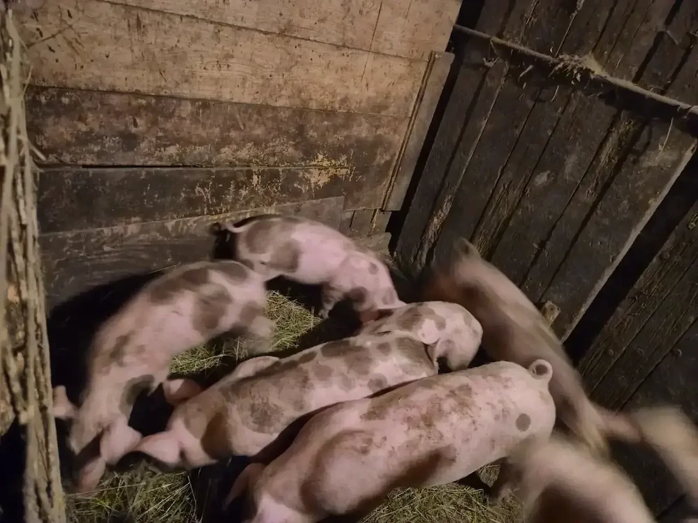 Vand 6 purcei pietrain de 10 saptamani