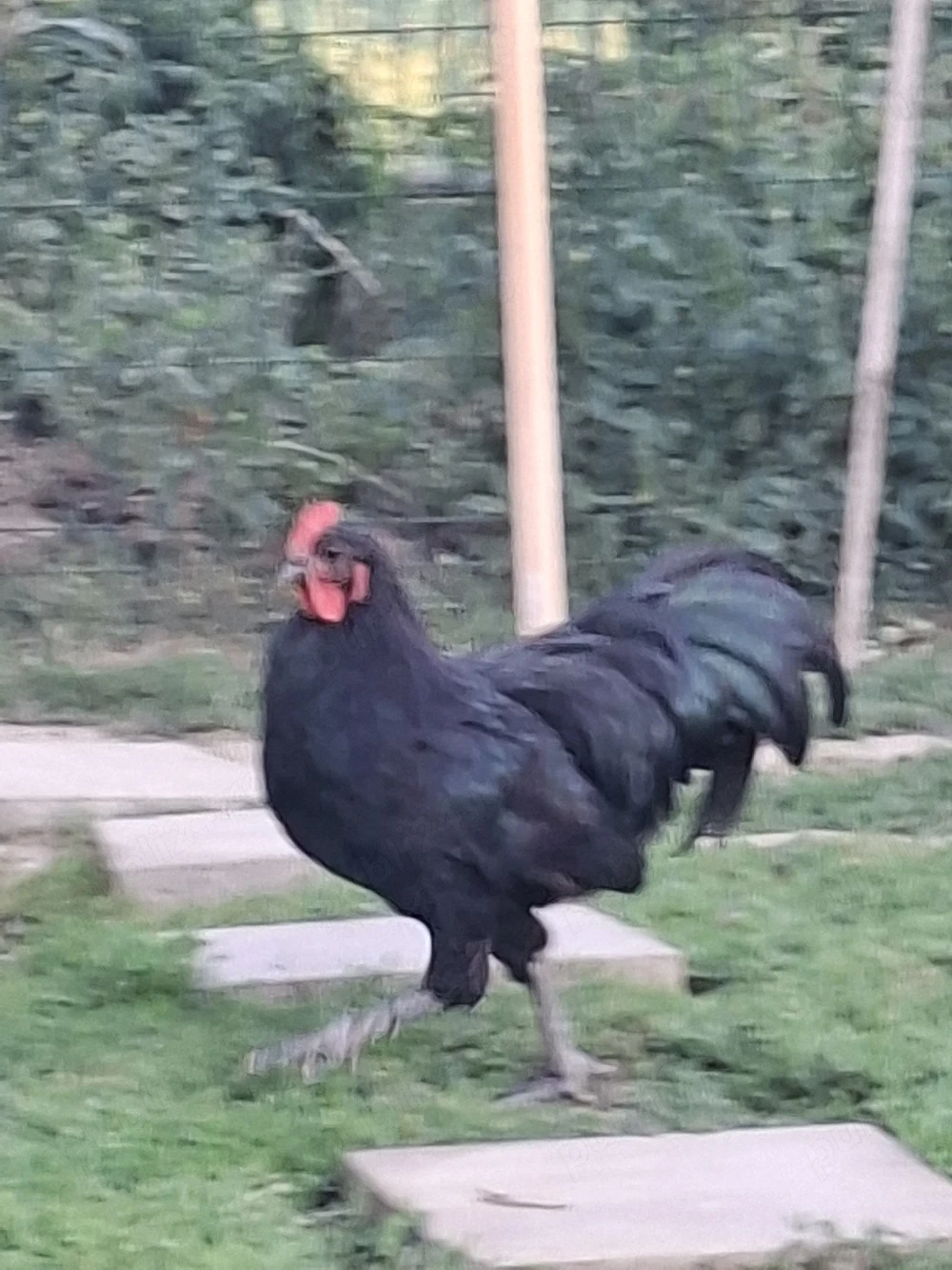Vând 2 cocoși austrolop,și 2 moțați l