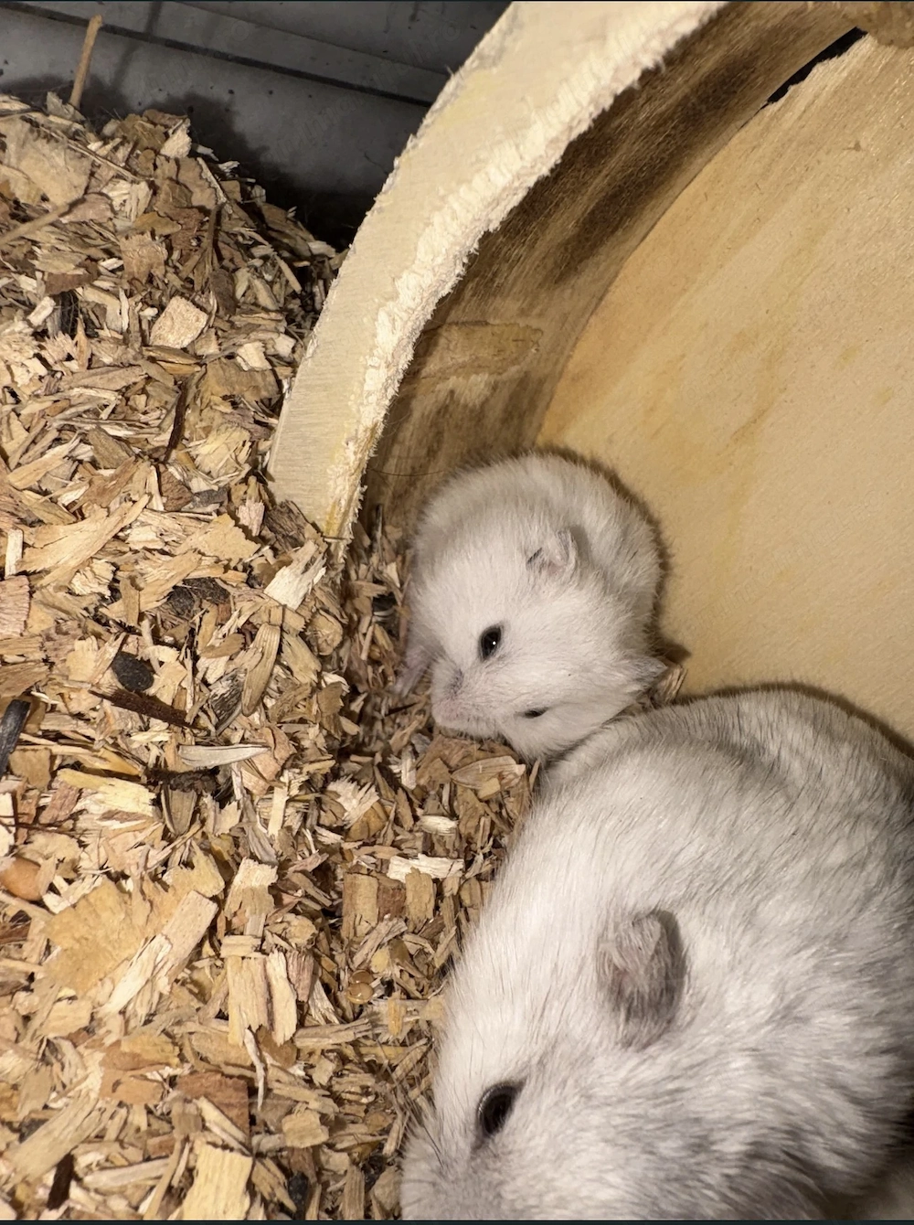 Hamster siberian alb