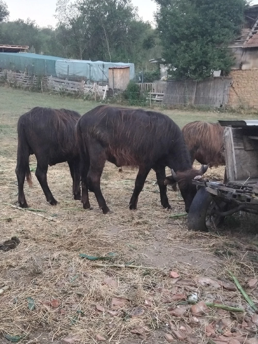 Vînd tăuraș și femelă bivol 