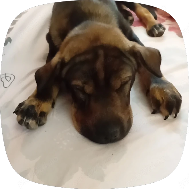 Cățelușa shar pei