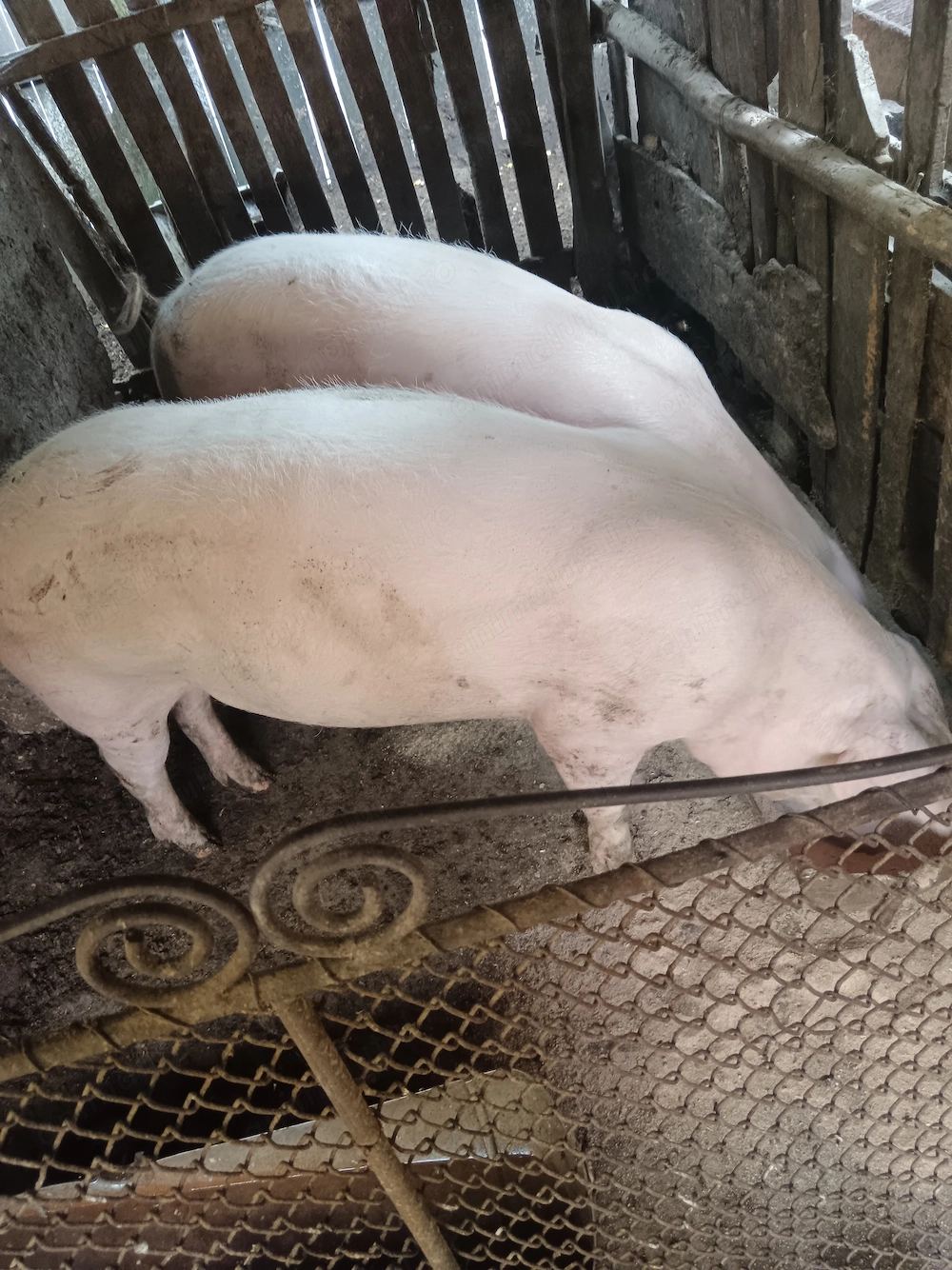 Porc de vânzare 200 kilograme 